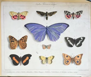 Farfalle francesi e straniere, incise da Villain, c.1830-40